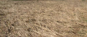 field of hay
