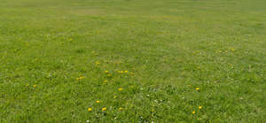 lawn with some dandelions