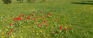 ground with dandelions and tulips