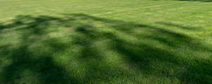 mowed lawn with tree shadows