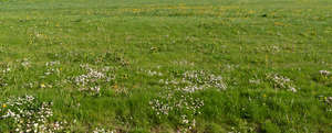 ground with small blooming flowers 