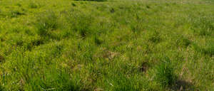 field with tufts of tall grass
