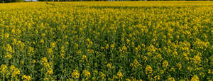 blooming rapeseed field