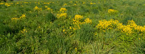 grass with yellow flowers