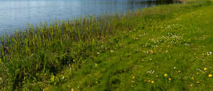 bank shore with some dandelions