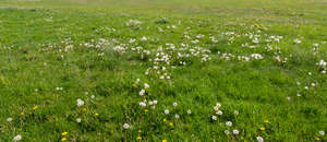 grass with bloomed dandelions