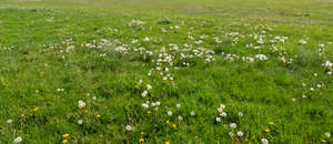 grass with bloomed dandelions