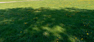 overgrown lawn with dandelions