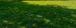 overgrown lawn under trees