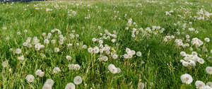 field of dandelion seedheads