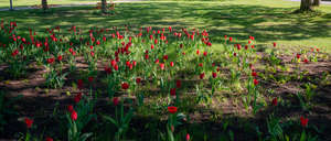 park ground with tulips