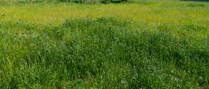 field of green grass