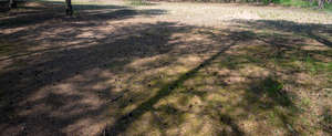 forest ground with tree shadows