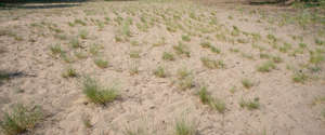 sand with small tufts of grass