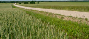 gravel road between crop fields