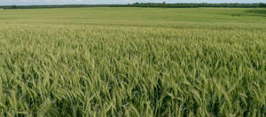 rye field in sunlight