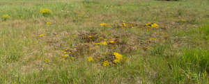 wild grass in summer