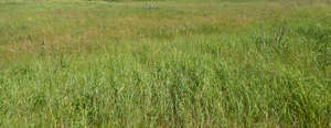 tall grass in summer