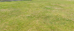 white clover lawn