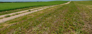 gravel road between fields