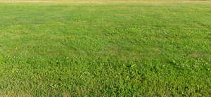 pasture in sunlight