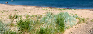 sandy and grassy beach