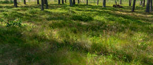 forest ground with tall grass