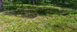 forest ground with some shadows