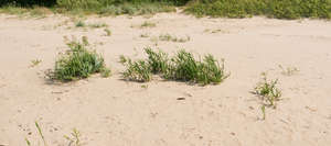 sand with some grass