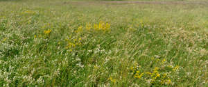 tall blooming grass