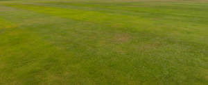 mowed lawn in shade