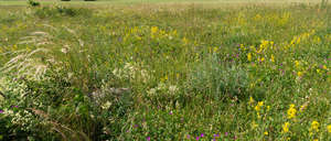 tall blooming grass