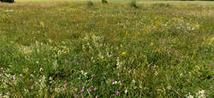 mixed tall grass