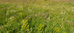 colorful tall grass