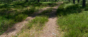 path in forest