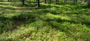 sunny forest ground