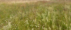 tall grass with white flowers