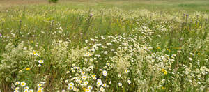 tall grass with daisies