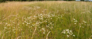 grassland with daisies