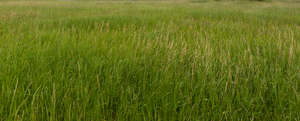 tall grass