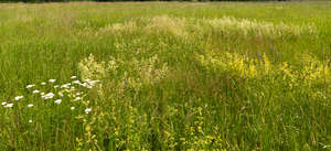 tall grass with some flowers