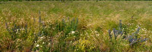 grass with clorful flowers