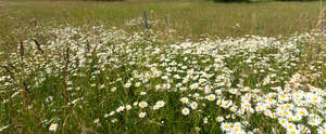 grassland with many daisies