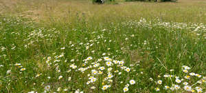 tall grass with daisies