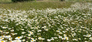 field of white daisies