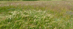 field of different tall grass