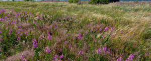 meadow with fireweed