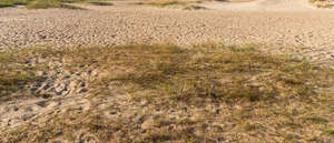 sand with dry grass