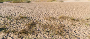 sandy beach with some grass