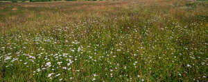 field with blooming yarrow